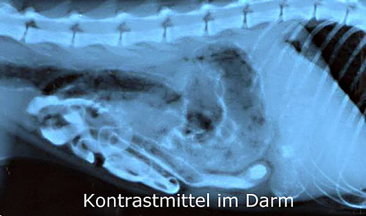 kontrastmittel_hund