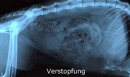 verstopfung_hund